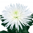 Хризантема одноголовая белая
