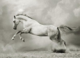 Фотопанно DIVINO Decor Белый конь А2-060