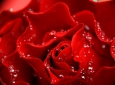 Фотопанно DIVINO Decor Красная роза Б1-024
