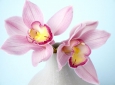 Фотопанно DIVINO Decor Орхидея 3 Б1-320