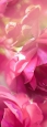 Фотопанно DIVINO Decor Розовые цветы Б1-396