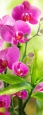 Фотопанно DIVINO Decor Сияющая орхидея В1-095