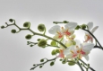 Фотообои Komar 1-608 Orchidee