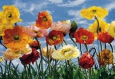 Фотообои на стену Komar 8-257 Poppy