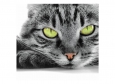 Фотообои DECOCODE Кот 31-0230-NB