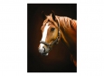 Фотообои DECOCODE Лошадь 21-0075-NE