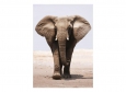 Фотообои DECOCODE Слон 21-0211-NE