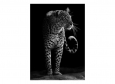 Фотообои DECOCODE Ягуар 21-0207-NB