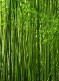 Фотообои DIVINO Decor Бамбук 2  Б1-214