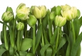 Фотообои Komar 8-900, Tulips