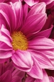 Фотообои Moda Interio арт.2-207 Цветы хризантемы
