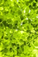 Фотообои Moda Interio арт.2-254 Зеленые листья