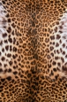 Фотообои Moda Interio арт.2-802 Шкура леопарда