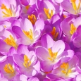 Фотообои Moda Interio арт.3-211 Крокусы