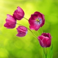 Фотообои Moda Interio арт.3-212 Тюльпан