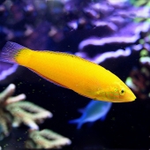 Тамарин желтый (хризус) (Halichoeres chrysus) L (до 10 см.)