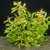 Гигрофила многосеменная (Hygrophila polysperma)