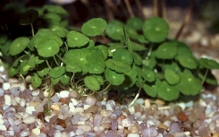 Гидрокотила вертикальная (Hydrocotyle verticillata)