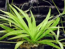 Эхинодорус четырехреберный (Echinodorus quadricostatus)