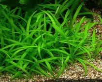 Сагитария субулата (карликовая) (Sagittaria subulata)