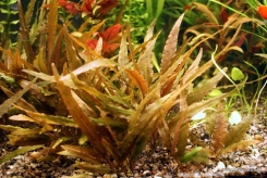 Криптокорина ундулата «коричневая» (Cryptocoryne undulata)