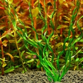 Эхинодорус «Везувий» (Echinodorus Angustifolia Vesuvius)