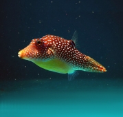 Иглобрюх Глазчатый (Canthigaster solandri) M (до 7 см.)