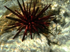 Еж грифельный (Parasalenia boninensis)