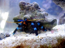 Рак-отшельник (Calcinus elegans)