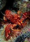 Омар рифовый Дебелиуса (Enoplometopus debelius)