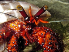 Рак-отшельник (Dardanus sp)