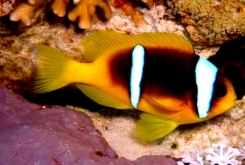 Клоун себае (Amphiprion sebae) M (до 5 см.)