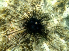 Еж диадема длинноиглая  (Diadema sp.)