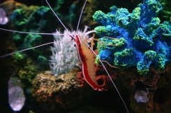 Креветка-доктор (Lysmata amboinensis)