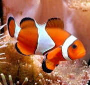 Клоун оцеллярис (Amphiprion ocellaris) M (до 5 см.)