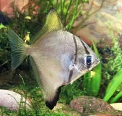 Монодактилус серебряный (Monodactylus argenteus) S (до 8 см.)