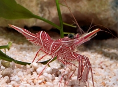 Креветка-верблюд (Rhynchocinetes durbanensis)