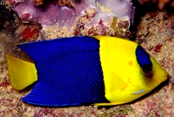 Ангел сине-желтый (Centropyge bicolor) M (до 7 см.)