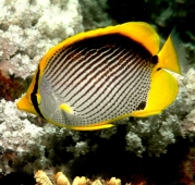 Рыба-бабочка черноспинная (Chaetodon melannotus) M (до 7 см.)