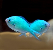Хромис сине-зеленый (Chromis viridis) M (до 5 см.)