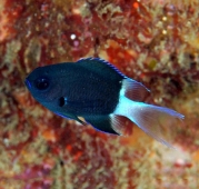 Хромис биколор (Chromis margaritifer) M (до 5 см.)