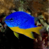 Хризиптера желто-голубая (Chrysiptera hemicyanea) M (до 5 см.)
