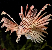 Крылатка-зебра чернополосая (Pterois volitans) M (до 10 см.)