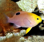 Хризиптера Талбота (Chrysiptera talboti) M (до 5 см.)