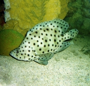 Леопардовый групер (Cromileptes altivelis) S (до 10 см.)