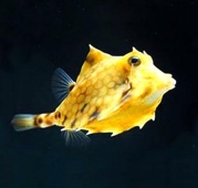 Кузовок верблюд (Tetrosomus gibbosus) S (до 6 см.)