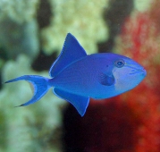 Спинорог черный (Odonus niger) М (до 10 см.)