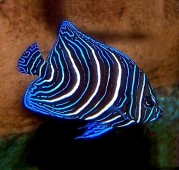 Ангел рябой (Pomacanthus semicirculatus) S (до 7 см.)