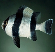 Дасцилл-зебра чернохвостый (Dascyllus melanurus) M (до 4 см.)