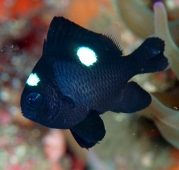 Дасцилл трехпятнистый (Dascyllus trimaculatus) M (до 4 см.)